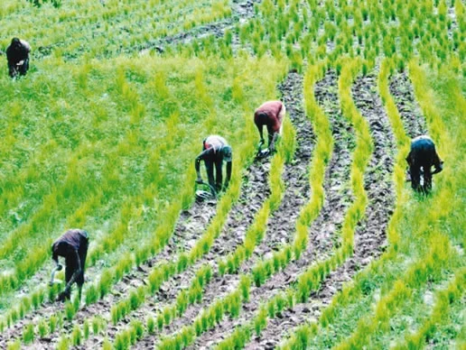 Industrialising agriculture: Enhancing national economies and sub-national entities
