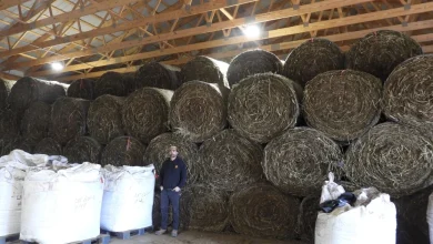 Kentucky hemp businesses fear new THC restrictions will lead flowering industry to wilt