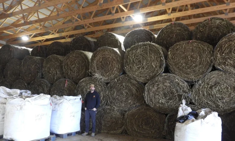 Kentucky hemp businesses fear new THC restrictions will lead flowering industry to wilt