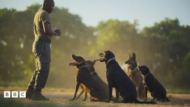 Kingdom Quiz: Behind the scenes of South Luangwa’s wildlife conservation heroes