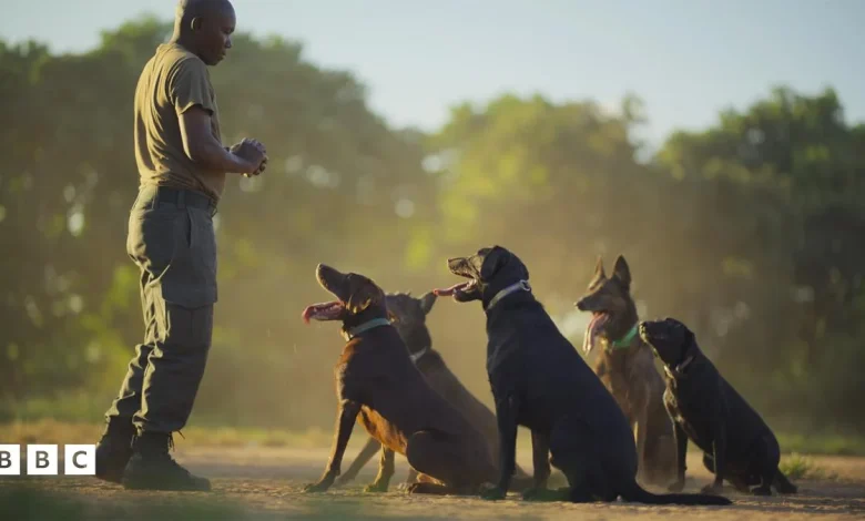 Kingdom Quiz: Behind the scenes of South Luangwa’s wildlife conservation heroes