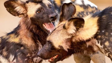 Kingdom on BBC One London HD: full details and when it's on