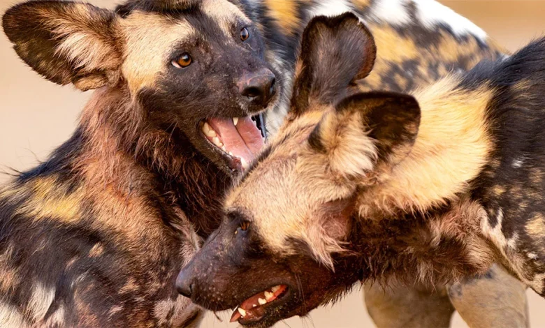 Kingdom on BBC One London HD: full details and when it's on