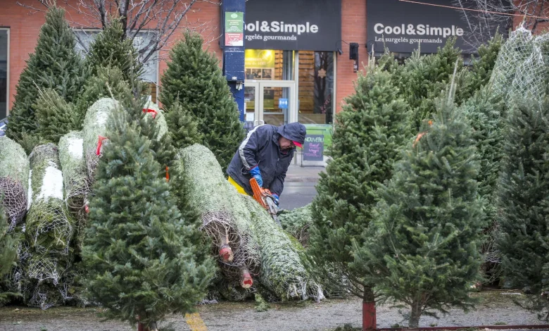 Les vendeurs de sapins de Noël enregistrent une forte demande cette année