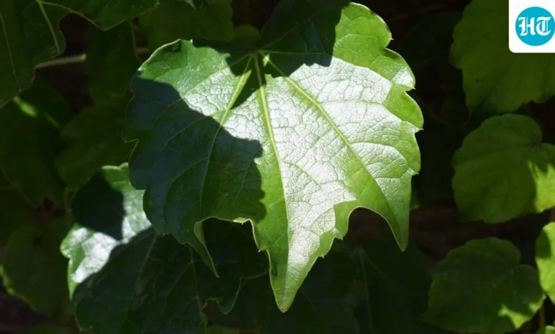 Man, 86, fined ₹26,000 for spitting out leaf that accidentally blew into his mouth | Trending