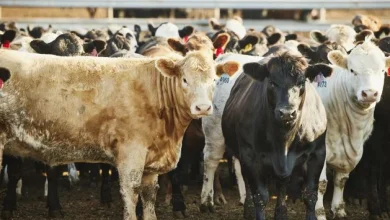 Man arrested after 18 stolen cows in west Cork found and returned to owner