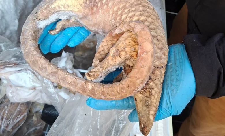 Man arrested after frozen pangolins, rats and porcupines seized in London