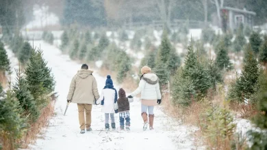 NH's oldest Christmas tree farm is 80 years old. How to go this year