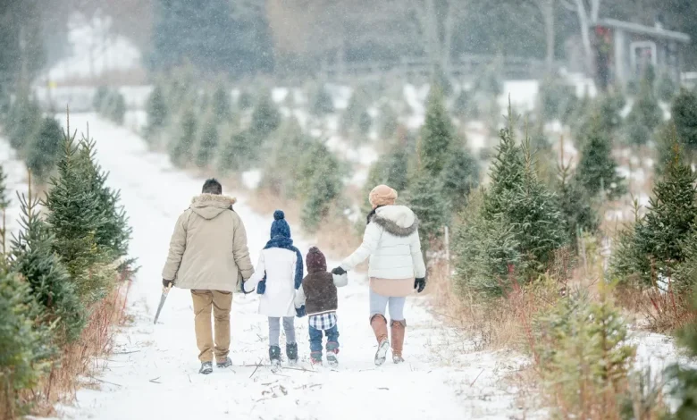 NH's oldest Christmas tree farm is 80 years old. How to go this year