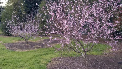 New Edition of "The Home Orchard" Offers Updated Guidance for Growing Deciduous Fruit and Nut Trees