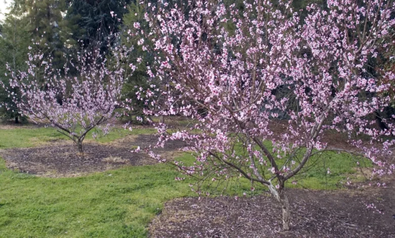 New Edition of "The Home Orchard" Offers Updated Guidance for Growing Deciduous Fruit and Nut Trees