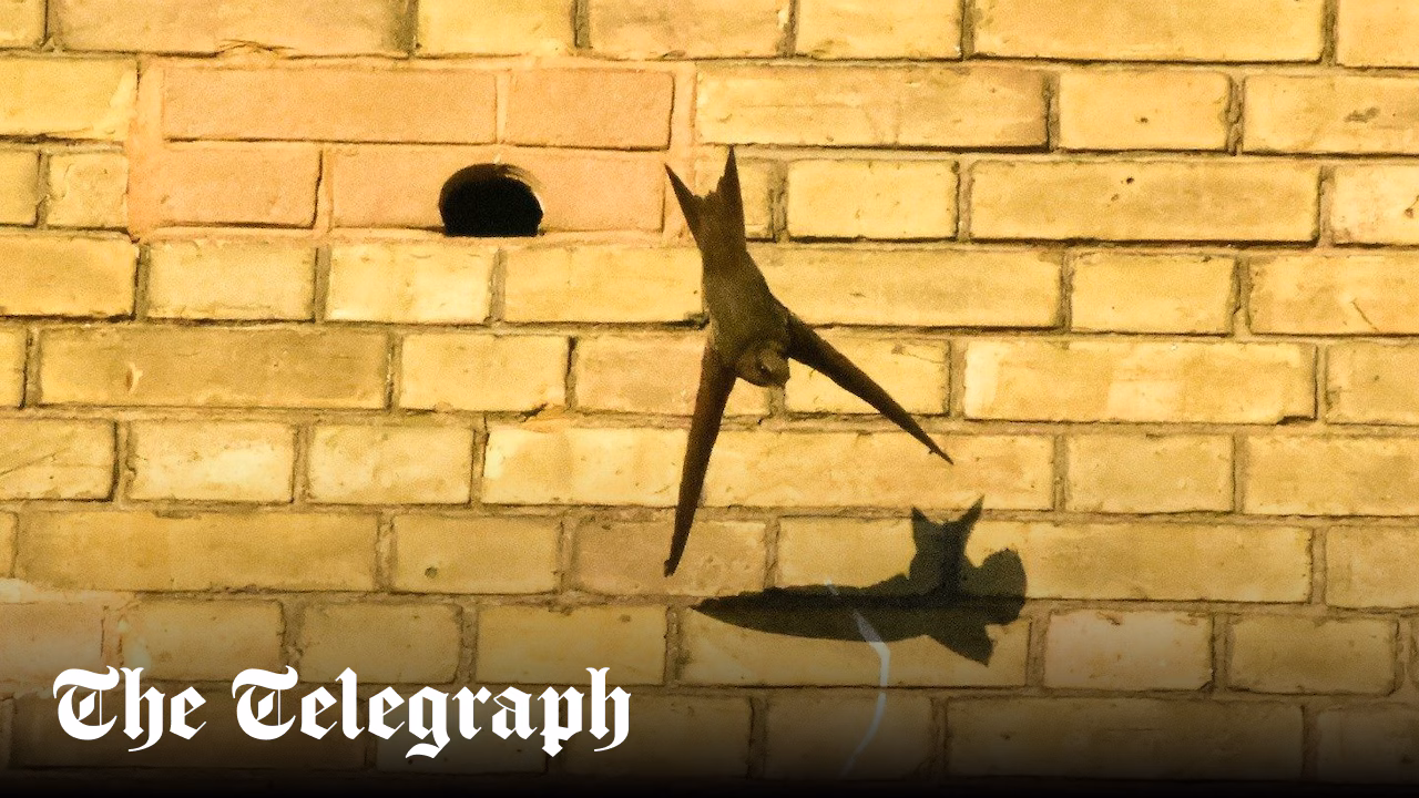 New homes must be bird-friendly, Labour rules