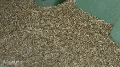 North Dakota Farmer Fined $60,000 for Seed Law Violations