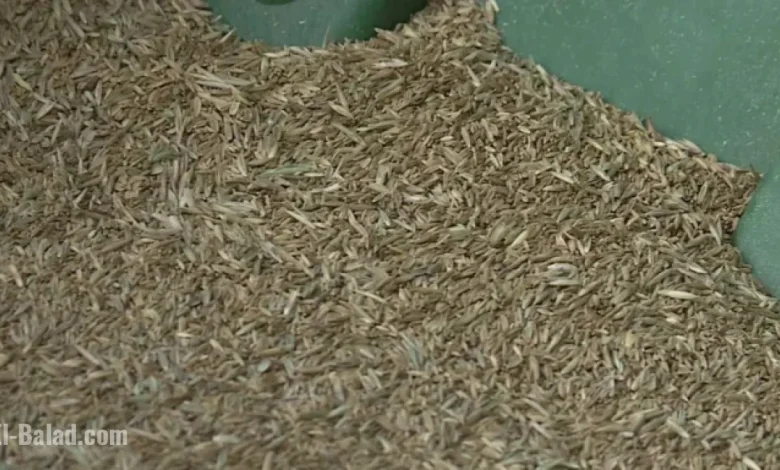 North Dakota Farmer Fined $60,000 for Seed Law Violations