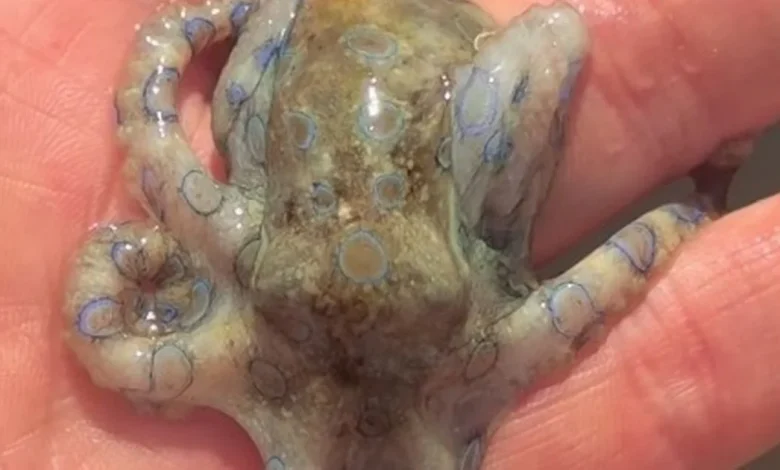 Oblivious Brit tourist films brush with death unaware of danger lurking in beach clip