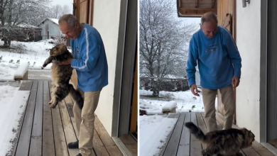Owner Introduces Siberian Cat to Snow—Then Sees His Reaction