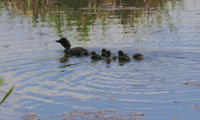 PWHL Game 5 Hub: Charge @ Goldeneyes