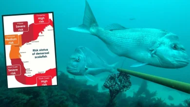 Permanent fishing ban across nearly 900km of WA coastline