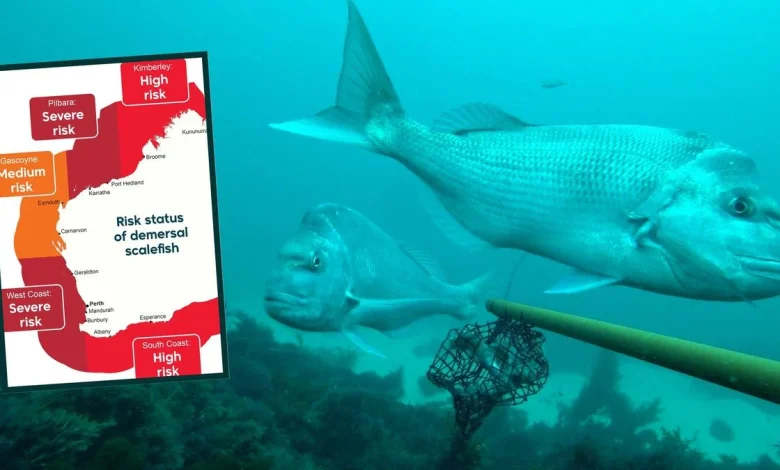 Permanent fishing ban across nearly 900km of WA coastline