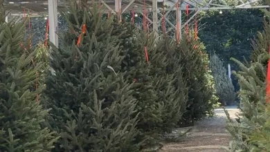 Picking the perfect Christmas tree: Tips from a DC-area expert