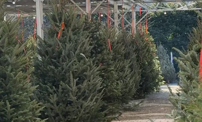 Picking the perfect Christmas tree: Tips from a DC-area expert