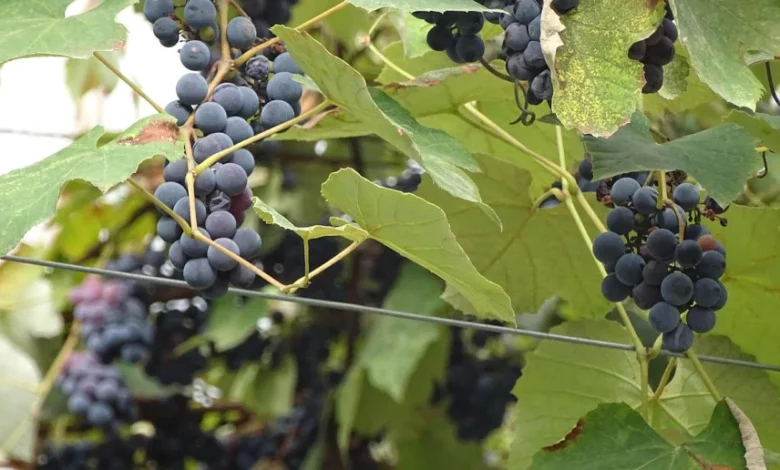 Polska wśród liderów importu gruzińskiego wina. Rekordowy trzeci kwartał 2025 r.