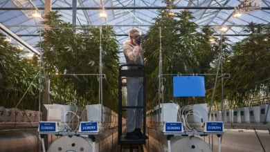 Pot stocks are soaring on news that Trump is set to ease federal restrictions