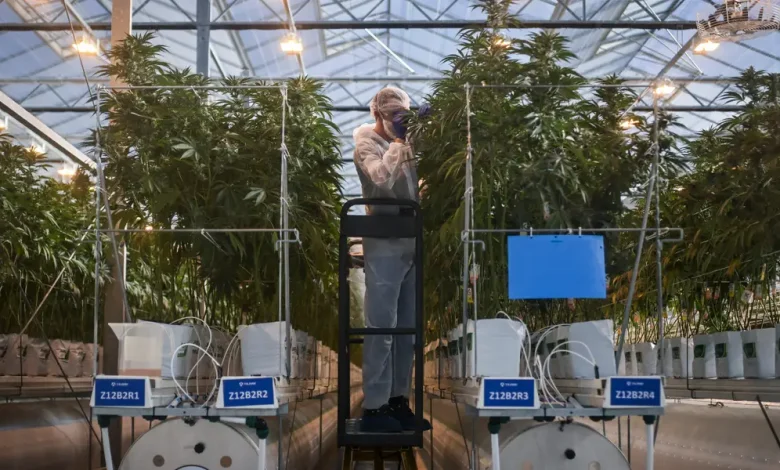 Pot stocks are soaring on news that Trump is set to ease federal restrictions