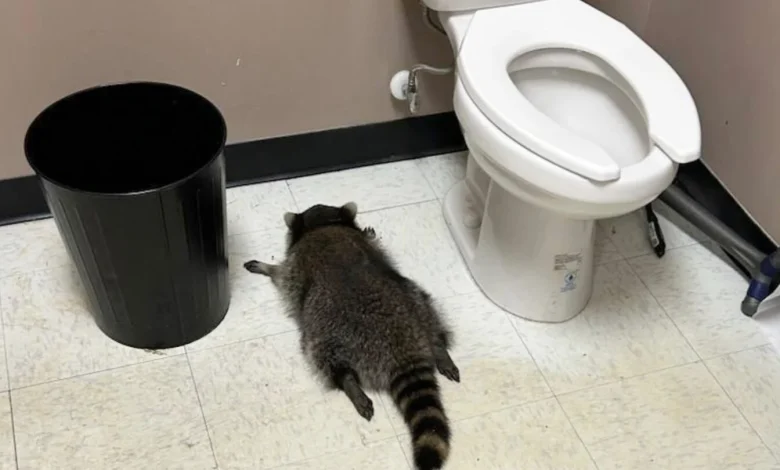 Raccoon goes on drunken rampage in Virginia liquor store and passes out on bathroom floor