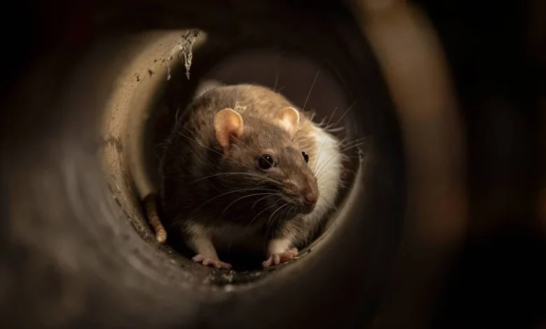 Rat carcasses and cockroach infestations trigger multiple FSAI shutdowns