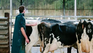Republic of Ireland may already have bluetongue, NI officials say