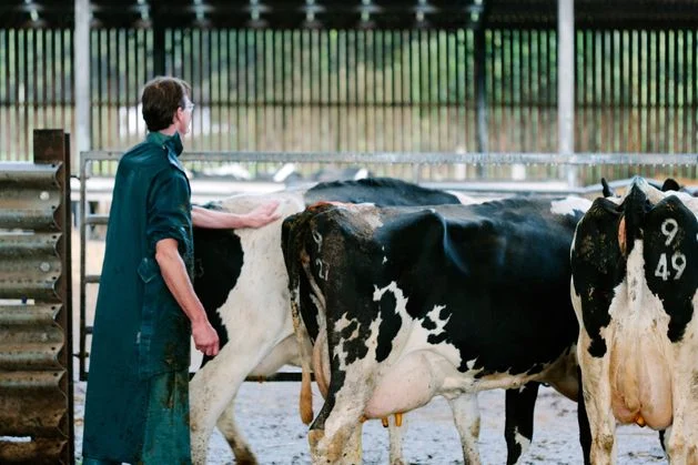 Republic of Ireland may already have bluetongue, NI officials say