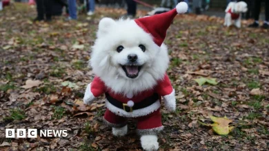 Rescue dogs in Christmas jumpers parade in central London
