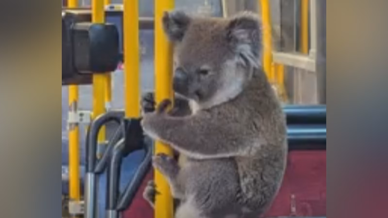 Rescued koala rides the bus to safety