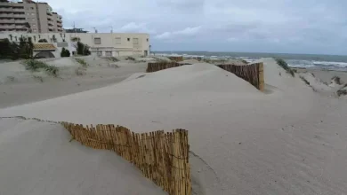 Restauración de dunas en La Manga avanza para frenar invasoras y erosión