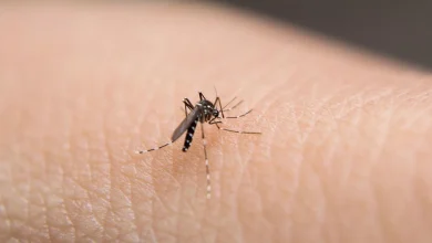 Second deadly mosquito-borne virus detected in days