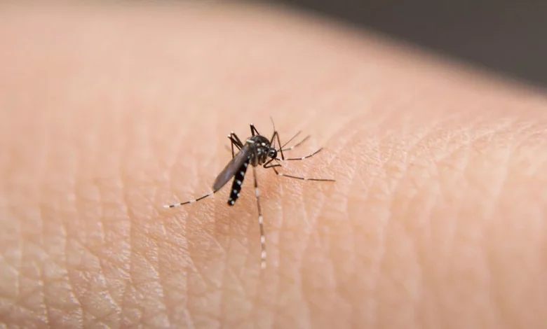 Second deadly mosquito-borne virus detected in days
