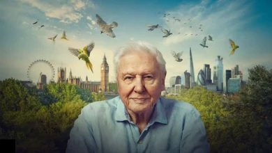 Sir David Attenborough will be back on our screens - and London’s wildlife will be in the spotlight