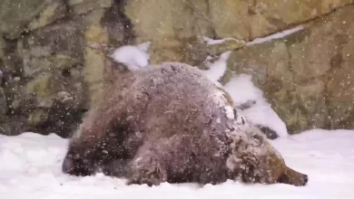 Snow Day At Chicago Zoo: Are You The Bear Or The Bison?
