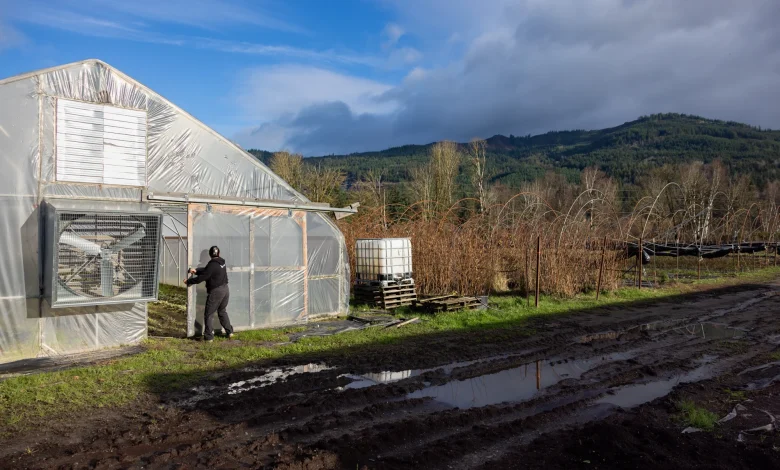 Some farms in Whatcom, Skagit see ‘immense’ damage after floods