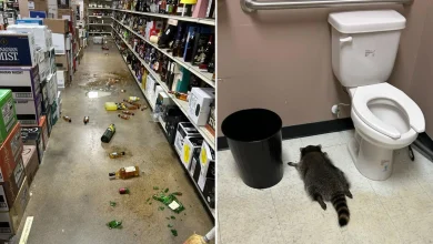 Spirit animal: Raccoon gets drunk as a skunk in a booze store - and sleeps off hangover in the toilet