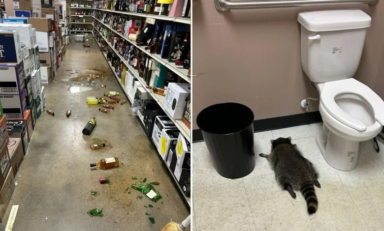 Spirit animal: Raccoon gets drunk as a skunk in a booze store - and sleeps off hangover in the toilet