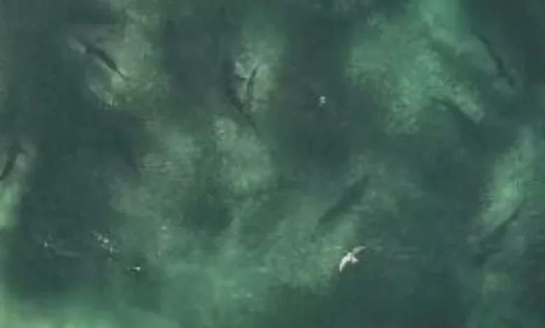 Stunning images show shark feeding frenzy off NSW beach