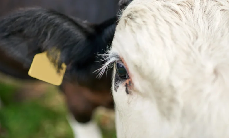 Suspected bluetongue cases on fourth Co. Down farm