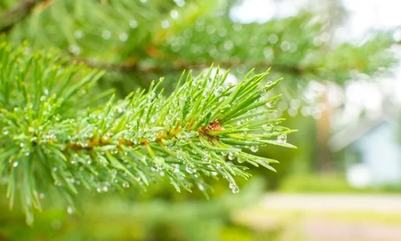 TUI Cancels Arctic Lakeland Trips Due to Lack of Snow