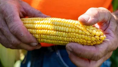 Tala lanza programa de apoyo a productores de maíz