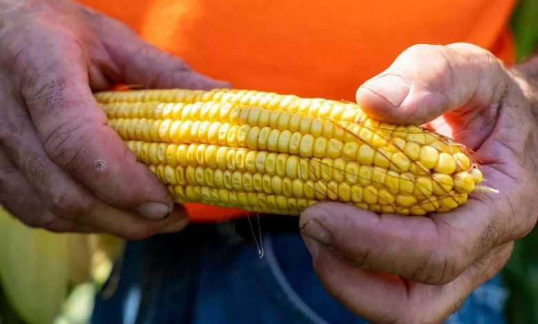 Tala lanza programa de apoyo a productores de maíz