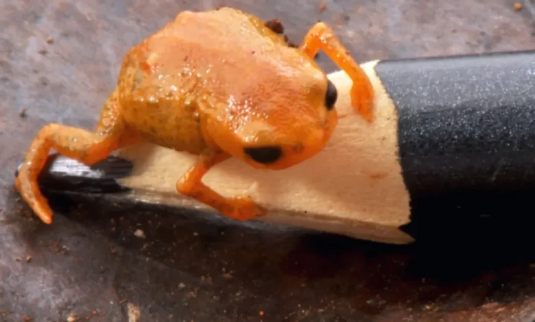 Teeny tiny orange toadlet found in Brazil