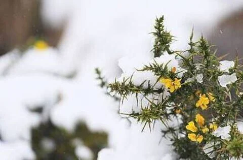 Temperatures set to plummet with Christmas snow possible