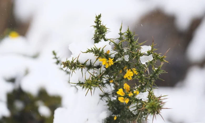 Temperatures set to plummet with Christmas snow possible